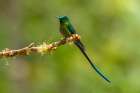 Ecuador-Guango. Long-tailed sylph hummingbird close-up. Art Print